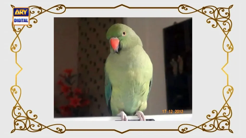 Srha Asghar Expresses Her Sadness Over the Death of Her Parrot